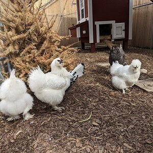 Fluffy Butt and Others