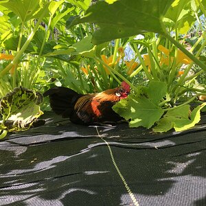 Apple among the Squash