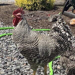 Barred Rock rooster