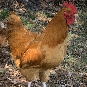 Buff Orpington rooster