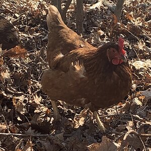 Isa Brown hen