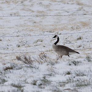 Canada_goose_X4106434_04-10-2022-001.jpg