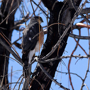 American_kestrel_X4106436_04-10-2022-001.jpg