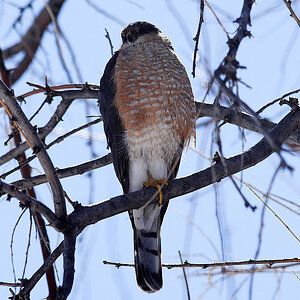 American_kestrel_X4106440_04-10-2022-001.jpg