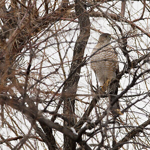 Cooper's_hawk_X4156461_04-15-2022-001.jpg