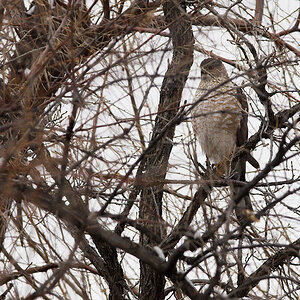 Cooper's_hawk_X4156460_04-15-2022-001.jpg