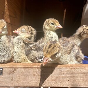 Sleepy line up