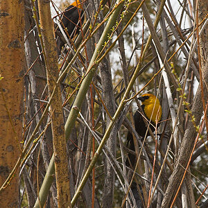 Yellow-headed_blackbird_X4266517_04-26-2022-001.jpg
