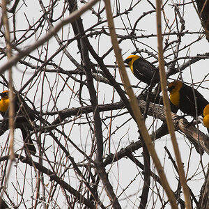 Yellow-headed_blackbird_X4266519_04-26-2022-001.jpg