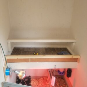 First roost before edit.jpg