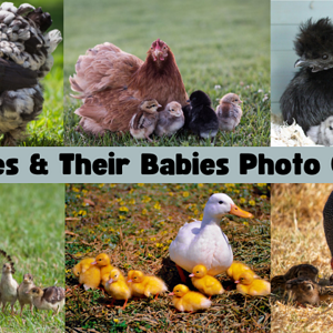 Broodies & Their Babies Photo Contest (1).png