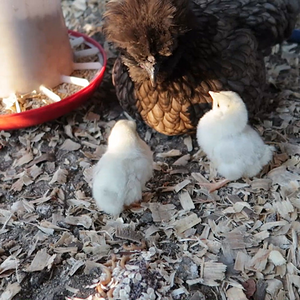 Broody Feeding Live Mealworms to Chicks