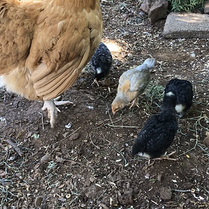Broody hen and her chicks