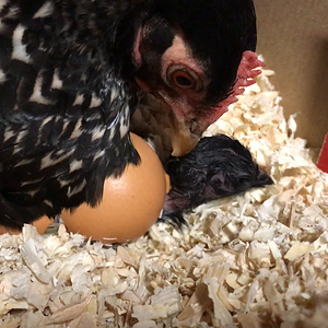 Baby Midget helping her chick