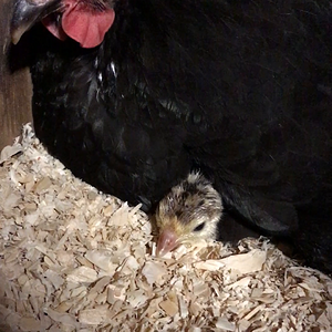 Broody hen and her turkey poult baby