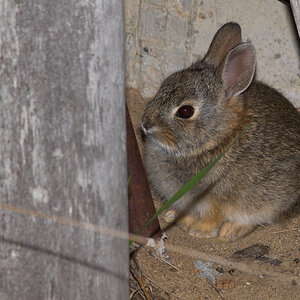 Cottontail_rabbit_X5076524_05-07-2022-001.jpg