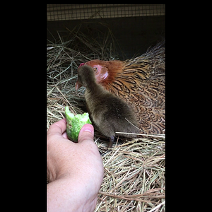 babyduck.mp4