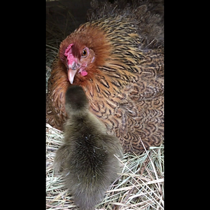 Broody Hen and Duckling Talking