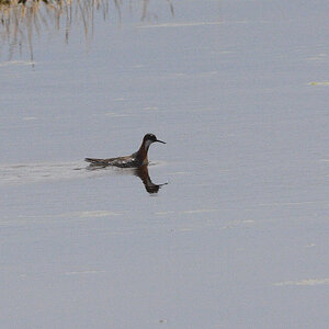Phalarope_X5116564_05-11-2021-001.jpg