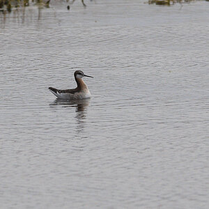 Phalarope_X5116571_05-11-2021-001.jpg