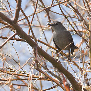 Gray_catbird_X5116581_05-11-2021-001.jpg