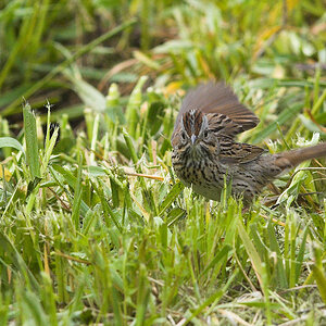 Lincoln's_sparrow_X5116630_05-11-2021-001.jpg
