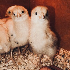 Baby buffs and Isa browns