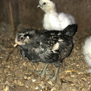 Baby americauna and silkies