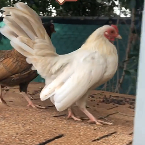 Cluck Norris’ First Day Crowing