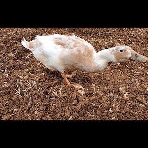 Kathatrina Duck and me, digging for worms - definitely not planting potatoes! 🐛 🥔