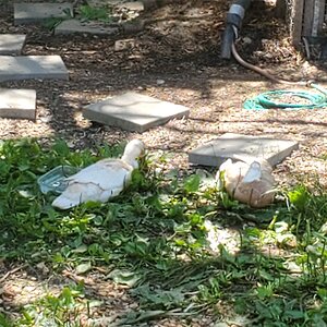 Katharina and Limpy resting in the shade