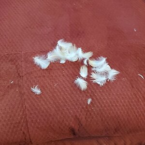 Katharina is loosing her down feathers