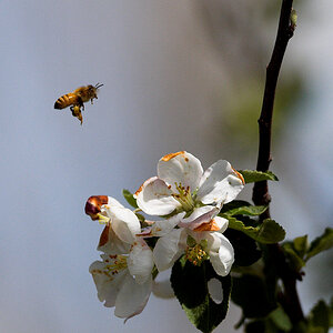 Honeybee_X5247133_05-24-2022-001.jpg