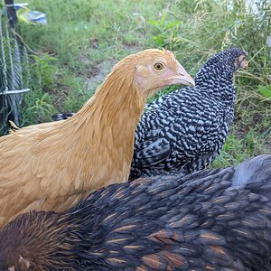 Puffpuff the Buff Orpington 1