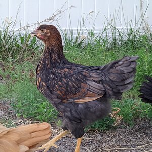 Popcorn the Blue-laced Red Wyandotte 1