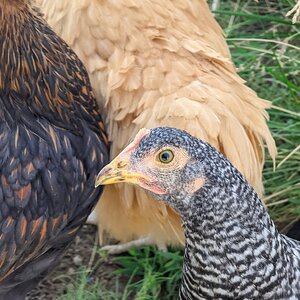 Patrice the Barred Plymouth Rock 1