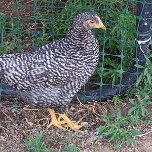 Patrice the Barred Plymouth Rock 2