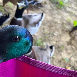 This Duck loves close ups