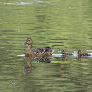 Mummy and her Ducklings