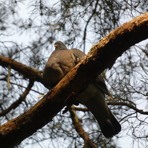 Wood Pigeon