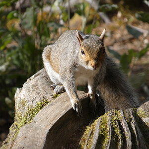 Grey Squirrel