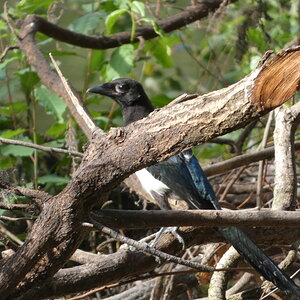 Magpie