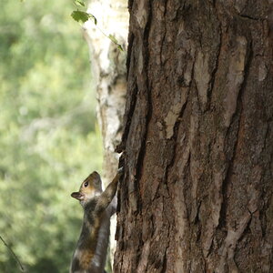 Squirrel Climbing