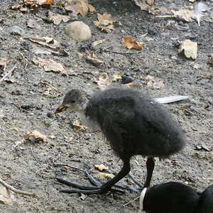 Baby coot or dinosaur?