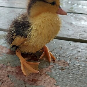 Chicken the duck drys off after her swim!