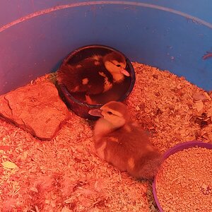 Brooder swimming.