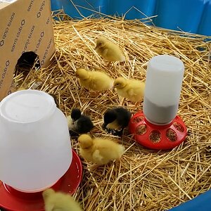 Two day old ducklings in their brooder