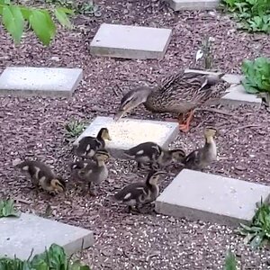 Mrs.  Mallard and her six babies eating cracked corn, then parade off to the pond