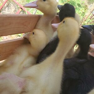 Out you go little Ducknagers