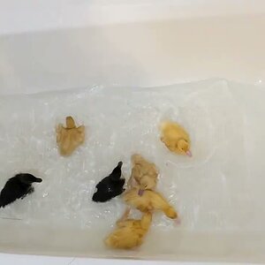 Six days old ducklings' first bath time lapse